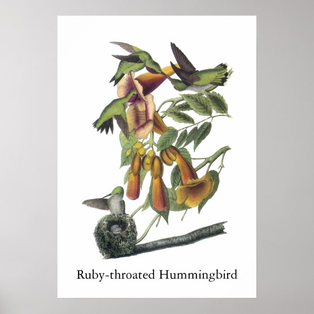 Ruby-throated Hummingbird, John Audubon Poster (Vorne)