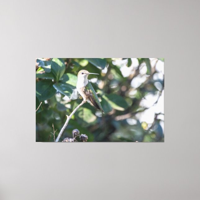 Ruby-Throated Hummingbird Juvenile Male Leinwanddruck (Vorderseite)