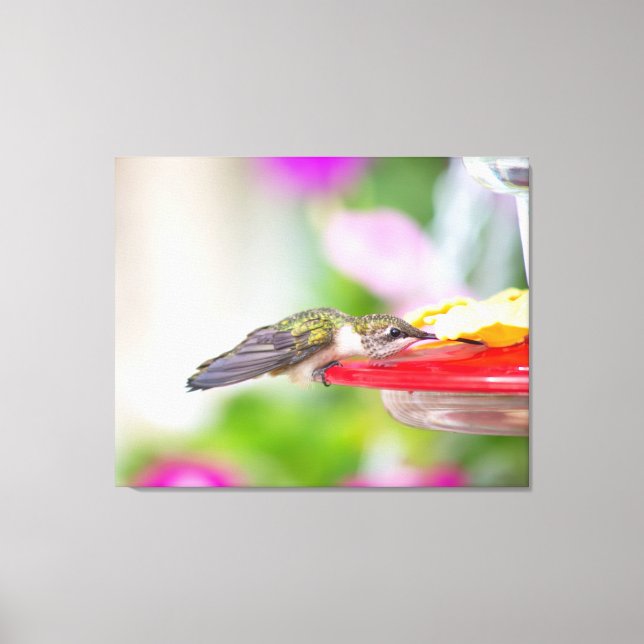 Ruby-Throated Hummingbird Leinwanddruck (Vorderseite)