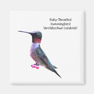 Ruby-Throated Hummingbird Magnet