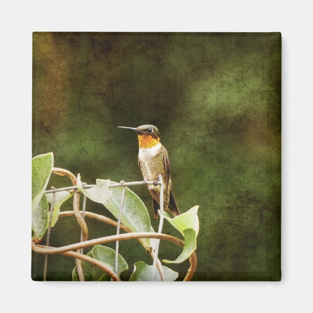 Ruby Throated Hummingbird Magnet (Vorne)