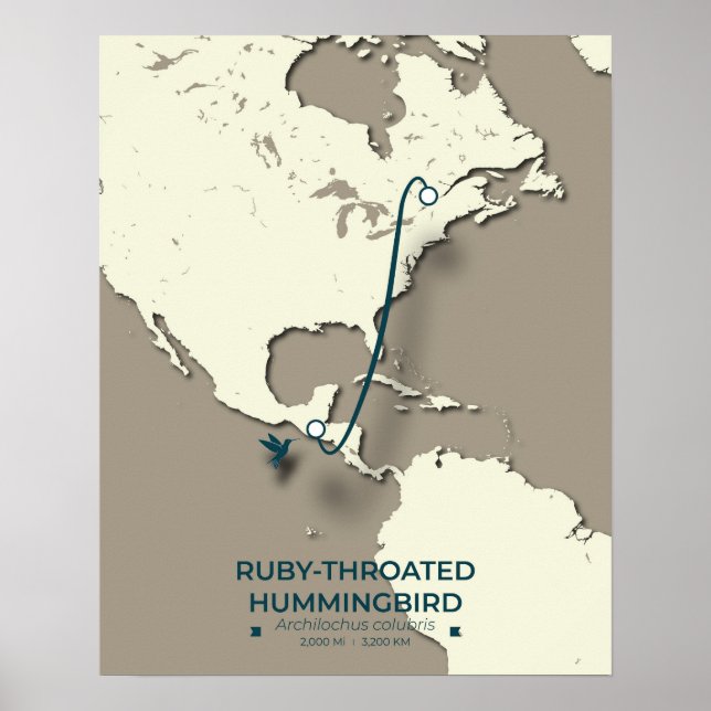 Ruby-throated Hummingbird Migration Map Poster (Vorne)
