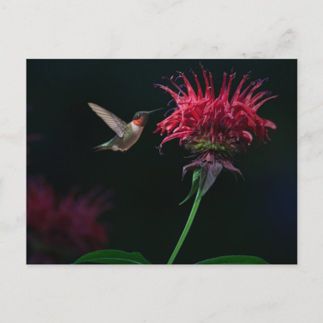 Ruby-throated Hummingbird on Bee Balm Postkarte (Vorderseite)