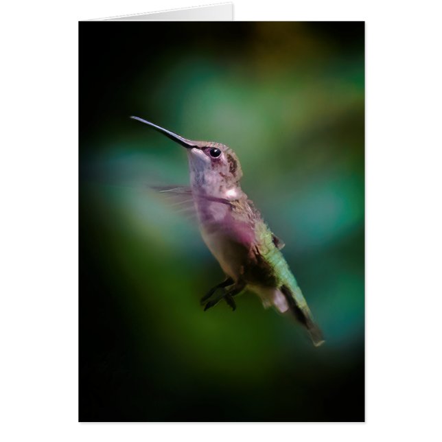 Ruby-throated Hummingbird - Original Foto (Vorne)