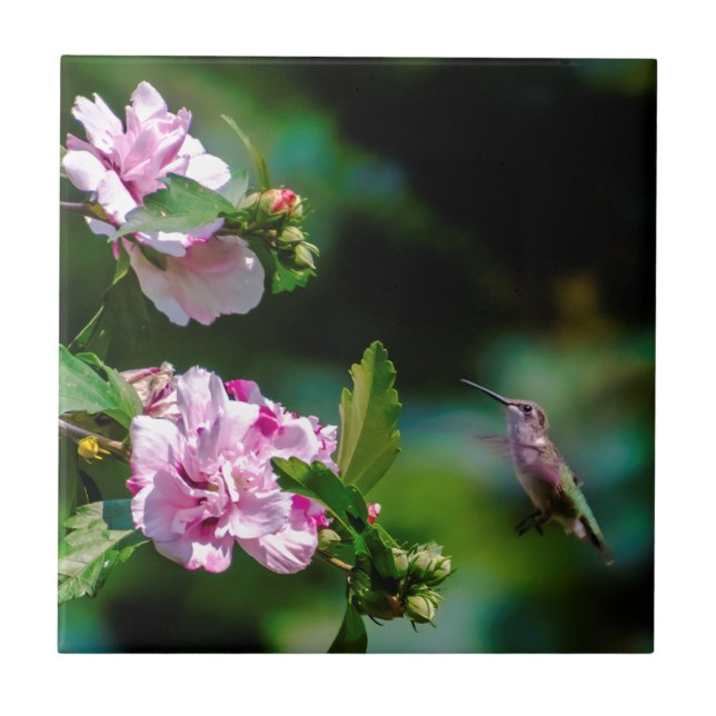 Ruby-throated Hummingbird - Original Foto Fliese (Vorderseite)