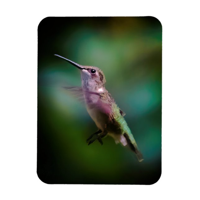 Ruby-throated Hummingbird - Original Foto Magnet (Vertikal)