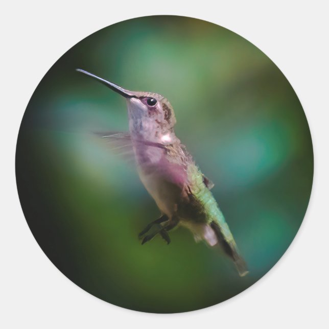 Ruby-throated Hummingbird - Original Foto Runder Aufkleber (Vorderseite)
