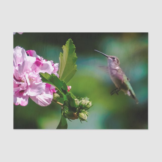Ruby-throated Hummingbird - Original Foto Seidenpapier (Vorderseite)