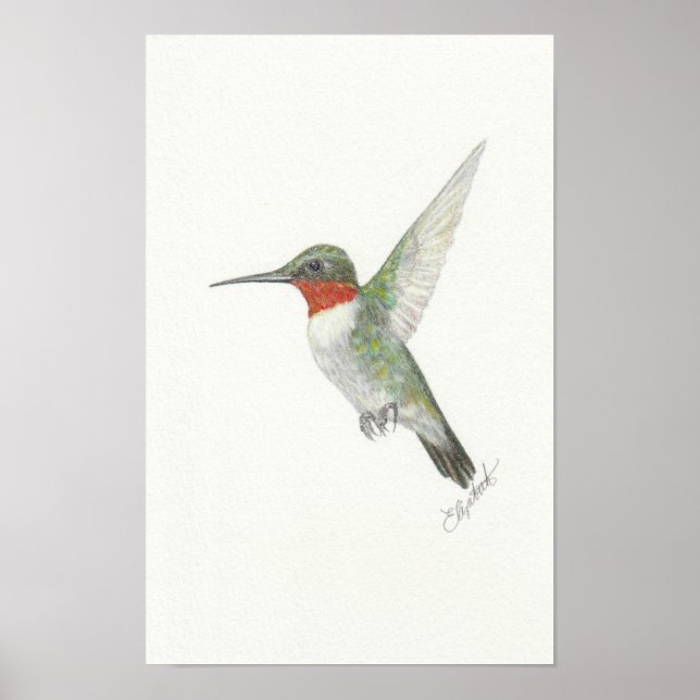 Ruby-Throated Hummingbird Poster (Vorne)