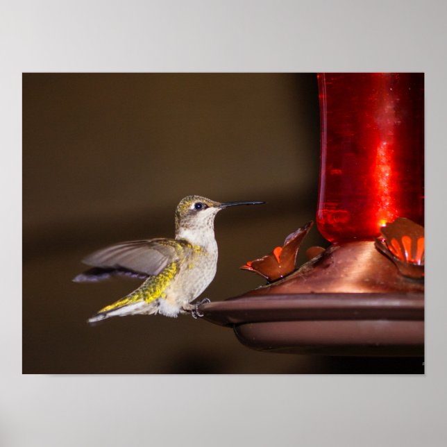 Ruby-throated Hummingbird Poster (Vorne)