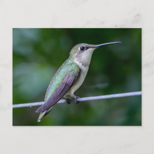 Ruby-throated Hummingbird Postkarte