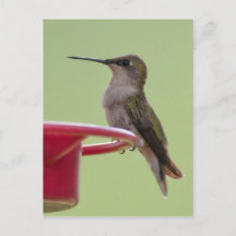 Ruby-Throated Hummingbird