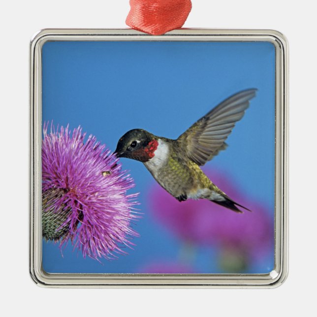 Ruby-throated Hummingbird Silbernes Ornament (Vorne)