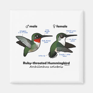 Ruby-throated Hummingbird Statistics Magnet