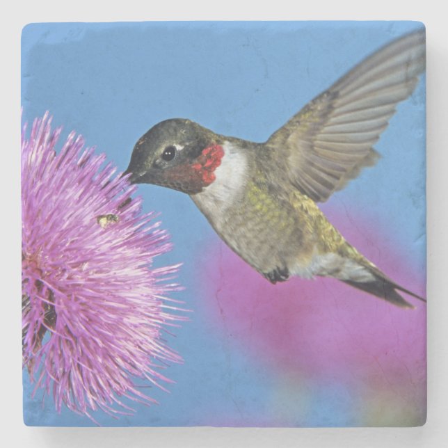 Ruby-throated Hummingbird Steinuntersetzer (Vorderseite)