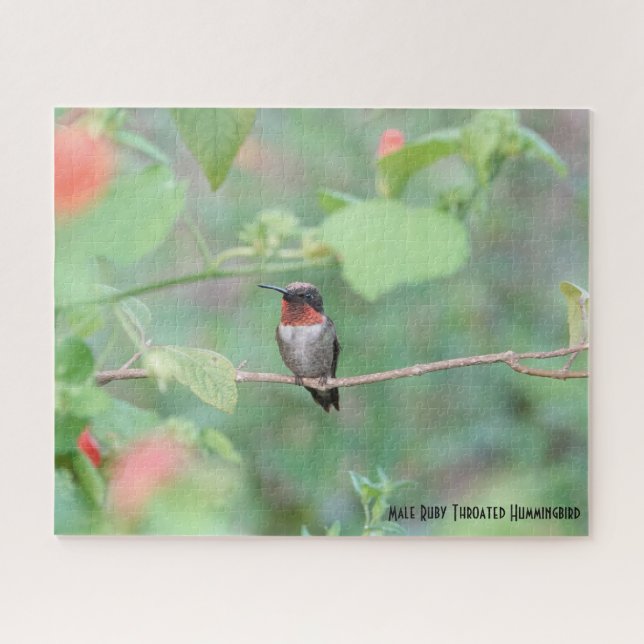 Ruby Throated Hummingbird, Vogelliebhaber (Horizontal)