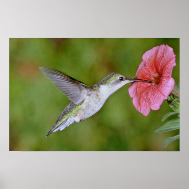 Ruby-throated Hummingbird (weiblich) with petunia  Poster (Vorne)