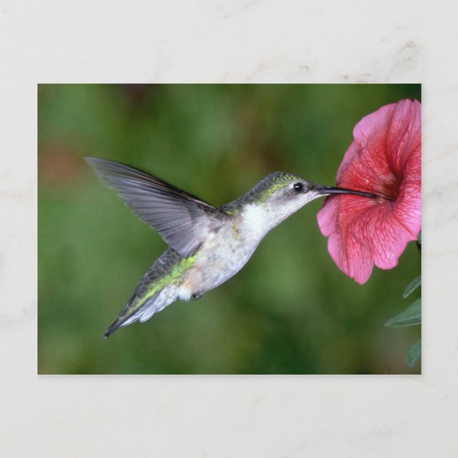 Ruby-throated Hummingbird (weiblich) with petunia Postkarte (Vorderseite)