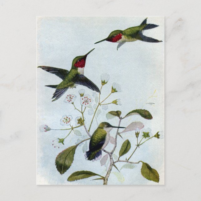 Ruby-throated Hummingbirds Postkarte (Vorderseite)