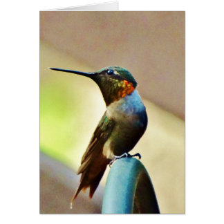 Ruby und Grüner kleiner Hummingbird