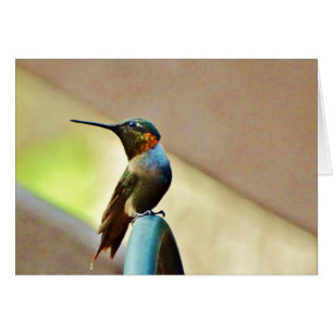 Ruby und Grüner kleiner Hummingbird