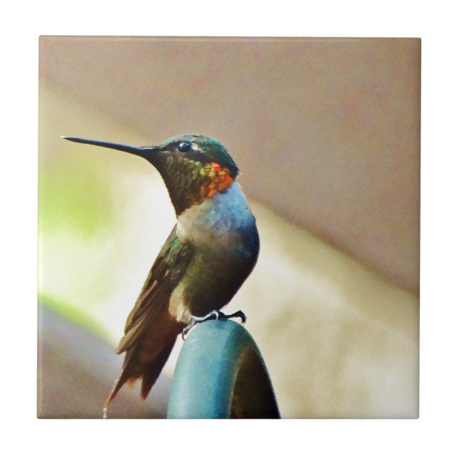 Ruby und Grüner kleiner Hummingbird Fliese (Vorderseite)