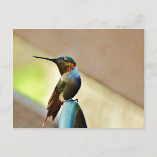Ruby und Grüner kleiner Hummingbird Postkarte