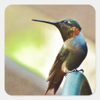 Ruby und Grüner kleiner Hummingbird Quadratischer Aufkleber