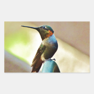 Ruby und Grüner kleiner Hummingbird Rechteckiger Aufkleber