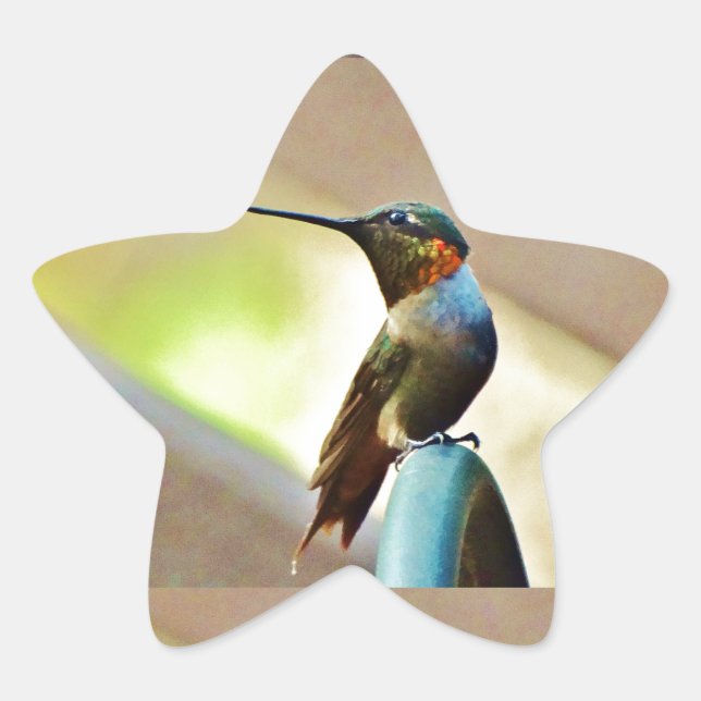 Ruby und Grüner kleiner Hummingbird Stern-Aufkleber (Vorderseite)