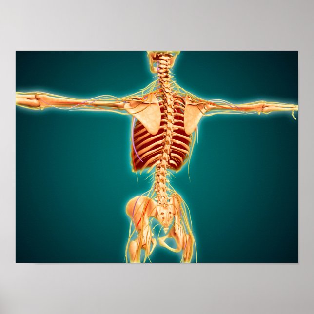 Rückansicht des menschlichen Skeletts mit Nervensy Poster (Vorne)