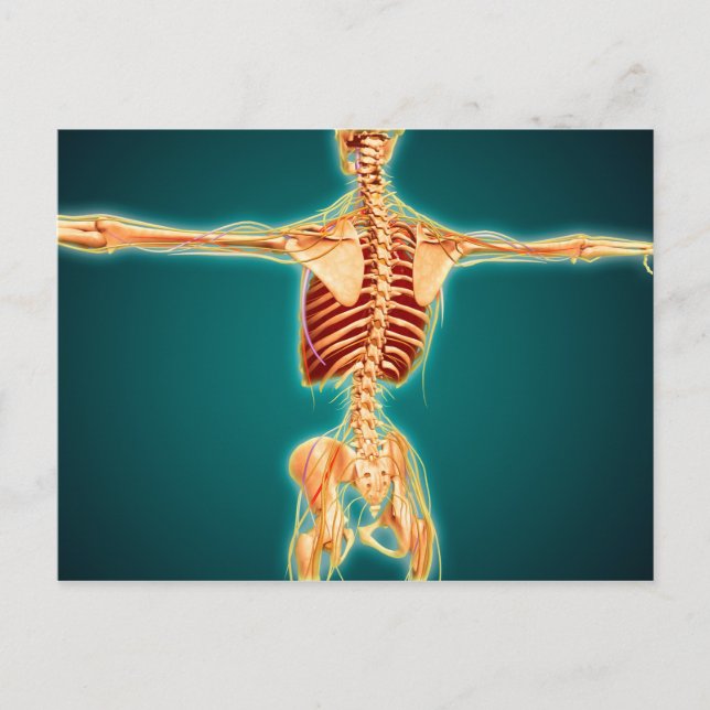 Rückansicht des menschlichen Skeletts mit Nervensy Postkarte (Vorderseite)