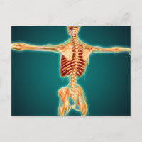 Rückansicht des menschlichen Skeletts mit Nervensy