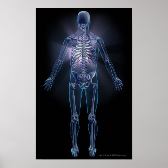 Rückansicht eines menschlichen Skeletts Poster (Vorne)