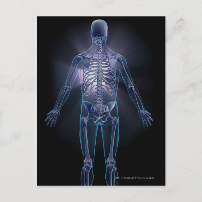 Rückansicht eines menschlichen Skeletts Postkarte (Vorderseite)