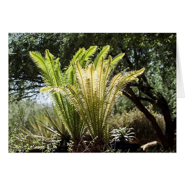 Rückbeleuchtete Palmen (Vorderseite (Horizontal))