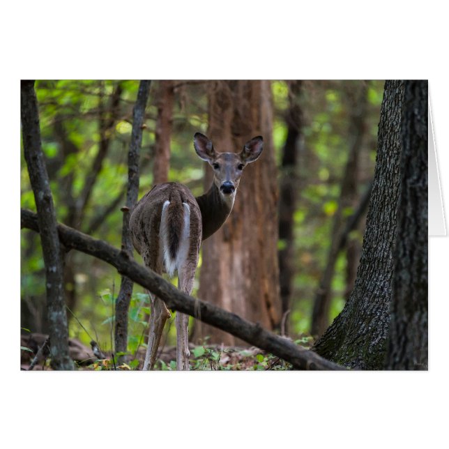 Rückblick schmerzhaft (Vorderseite (Horizontal))