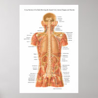Rückenmark, innere Organe und Muskeln Anatomie P
