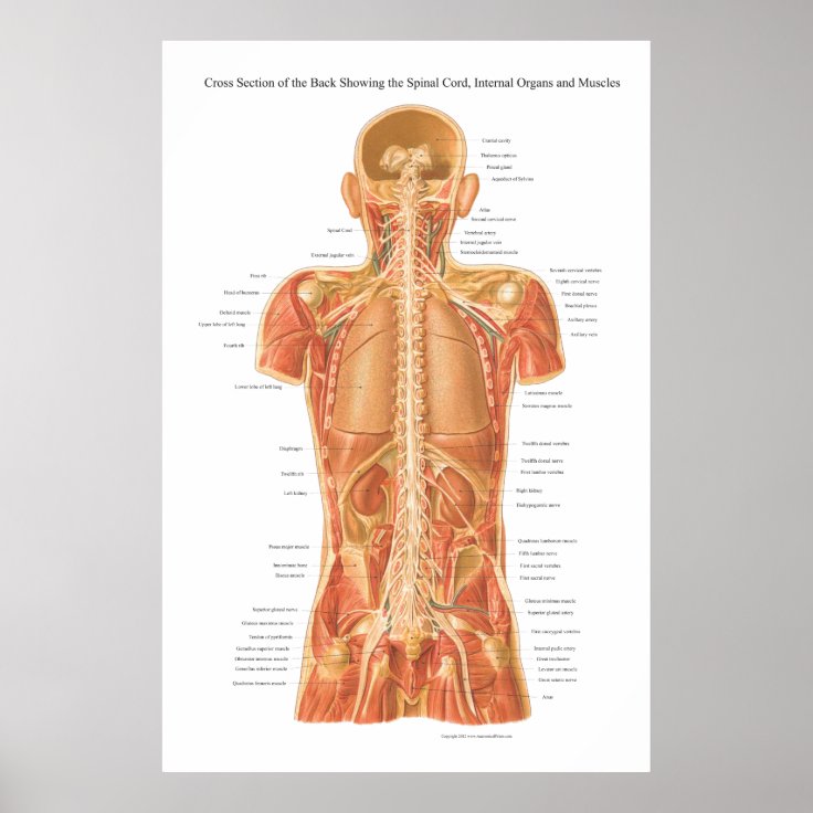 Rückenmark, innere Organe und Muskeln Anatomie P Poster | Zazzle.ch