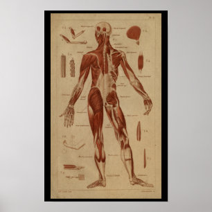 Rückenmuskulatur Vintage Anatomie Druck Poster