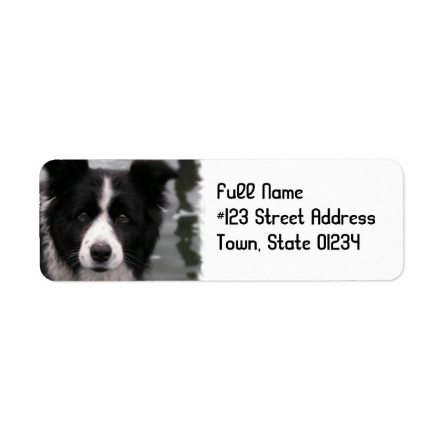 Rückgabeadresse für Border Collie Hund (Vorne)