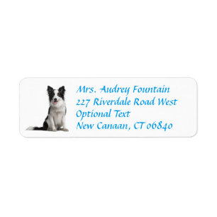 Rückgabeadresse für Border Collie Welpe Hund