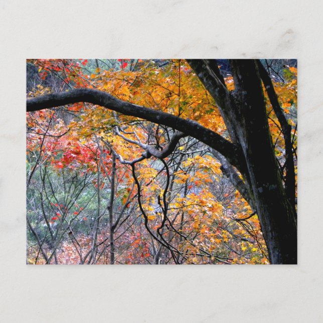 Rückgang der Liebe/Herbstfarben Postkarte (Vorderseite)