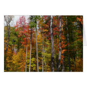 Rückgang der waldfarbenen Herbstfotografie