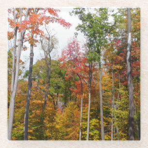 Rückgang der waldfarbenen Herbstfotografie Glasuntersetzer