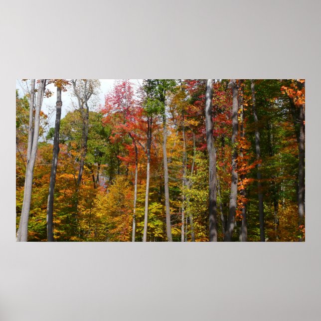 Rückgang der waldfarbenen Herbstfotografie Poster (Vorne)