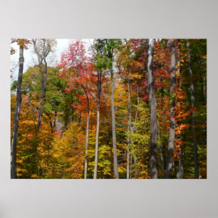 Rückgang der waldfarbenen Herbstfotografie Poster