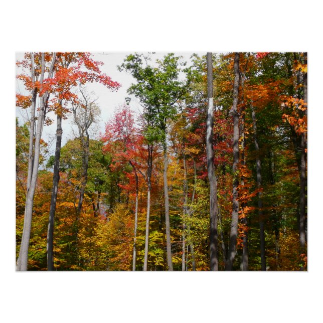 Rückgang der waldfarbenen Herbstfotografie Poster (Vorderseite)