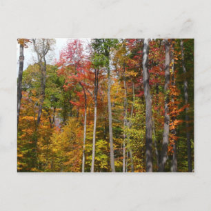 Rückgang der waldfarbenen Herbstfotografie Postkarte
