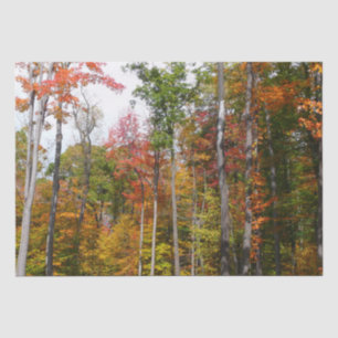 Rückgang der waldfarbenen Herbstfotografie Seidenpapier